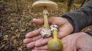 Австралийката Ерин Патерсън е обвинена в убийството на трима възрастни роднини