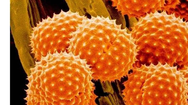 Област Пазарджик също обявява грипна епидемия. Противоепидемичните мерки влизат в