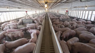 Смъртоносната африканска чума по свинете, която заплашва продоволствената сигурност в света