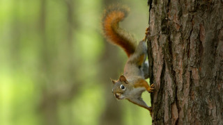 Преди седем години Марк Лонго забелязва бебе катерица покрай неговата