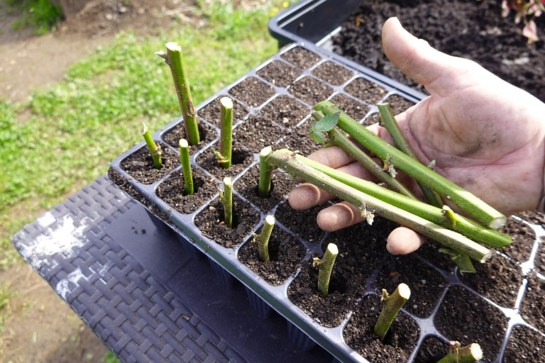 Вкоренителят не е наложителен