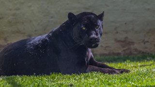 Черна пантера е най новият обитател на зоопарка в Бургас Това