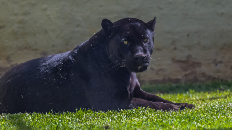 Черна пантера е най-новият обитател на зоопарка в Бургас. Това